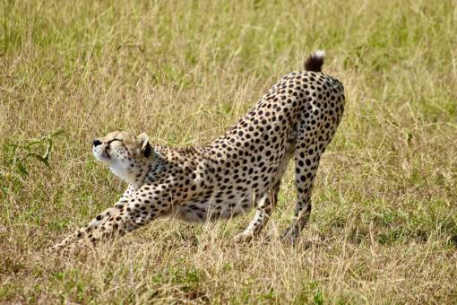 step undomesticated cat nature animals in the wild cheetah animal cheetah africa