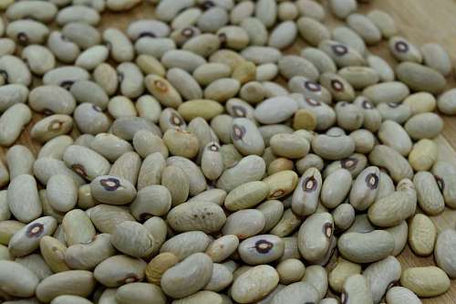 faso bean vegetable ingredients many health pile farming nutrition dry fasole apare care  interpretare dreamgeek vis