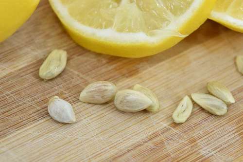 semillas de limon rodajas cerrar madera dieta cítricos semillas salud tropical limones tilo limas