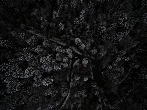 vista aerea vista aérea noche oscura árbol planta bosque