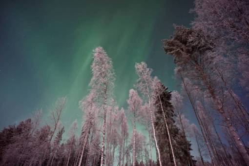 aurora aurora cielo nubes árboles planta naturaleza bosque