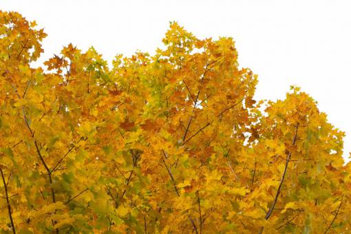 autumn  tree  background  fall  leaves  foliage  colorful