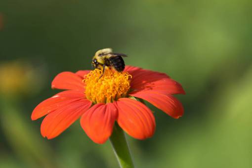 bug bee  spring  flower  pollen  nature  outdoors  organic