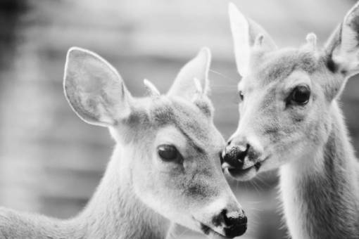 fauna silvestre ciervo blanco y negro animal fauna silvestre