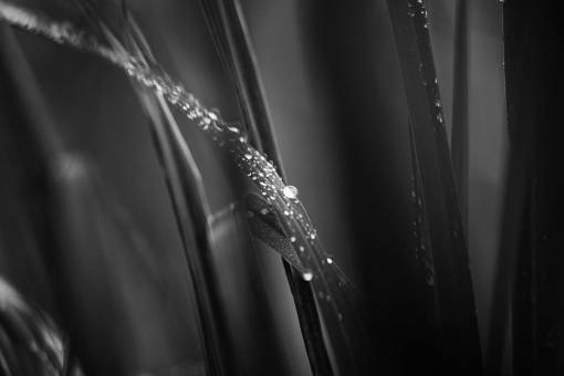 gotas de agua gota de agua en blanco y negro planta de hoja mojada