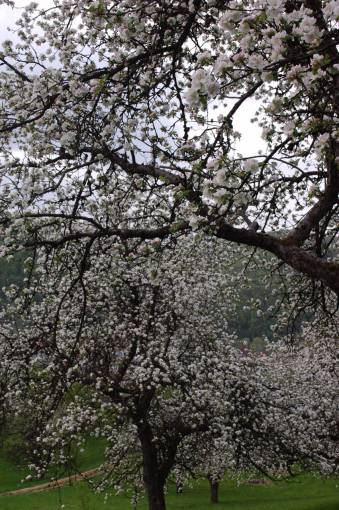 floreciente floreciente árbol flores naturaleza bosque primavera blanco