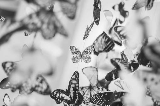 alas mariposa mariposas alas blanco y negro