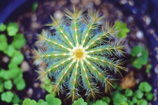 cactus Cactus  plant  thorn  green  nature  pot  blur
