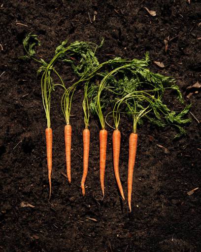parte superior zanahorias suelo vista superior verduras tierra jardín