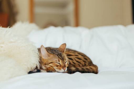 gatito gato gatito animal mascota difuminar piel cama