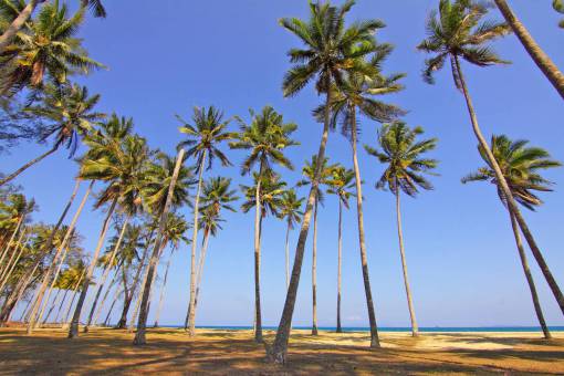 coconut coconut  tree  nature  plant  green  leaves  beach