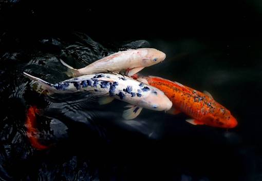 pond colorful  fishes  lake  animal  koi  fish  close up