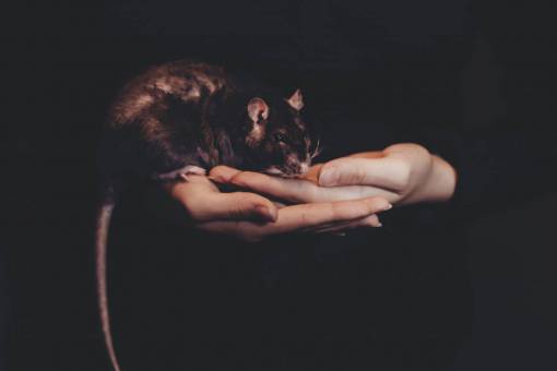 raton palma de la mano de animal ratón rata oscura