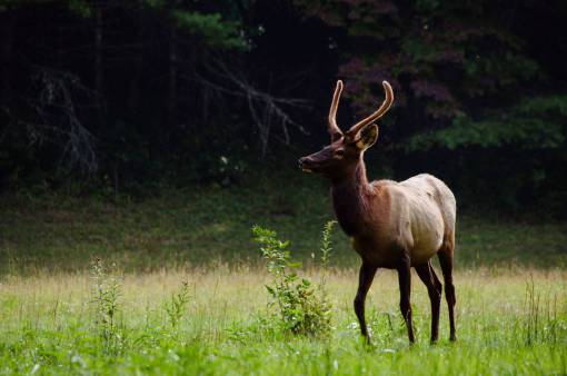 deer deer  wildlife  forest  woods  grass  nature  landscape