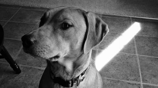 canino Perro mascota canina blanco y negro