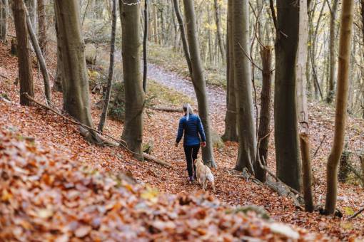 dog  dog owner  dog walking  animals  cute animal  cute dog  woods