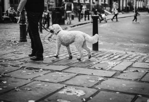 dog  pet  animal  people  walking  man  street