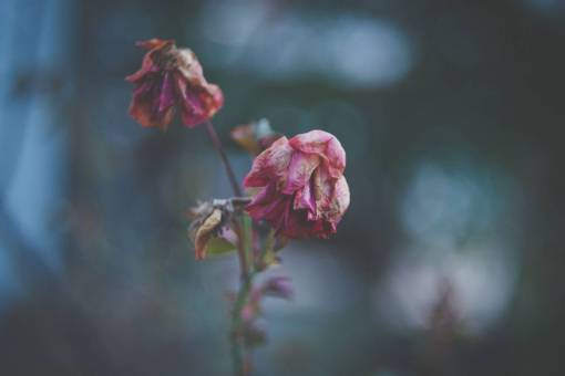 flower  bloom  petal  nature  plant  blur  rose