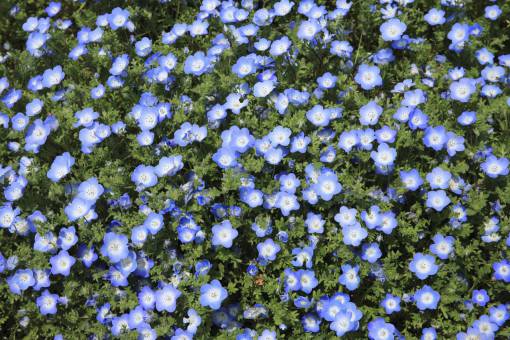 flor azul pétalo florecer jardín planta naturaleza