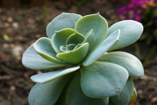 flowerbed flower  plant  garden  flowerbed
