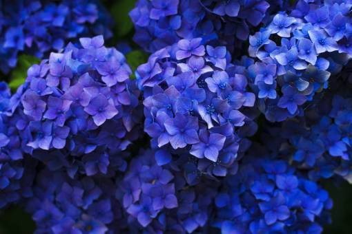 violeta flores jardín naturaleza azul violeta