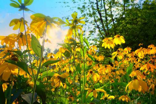 flores jardín amarillo verde hojas verano amanecer