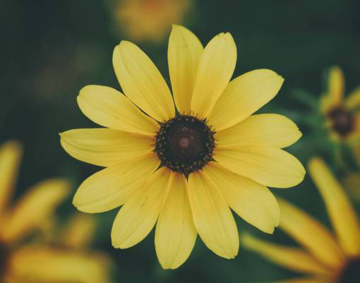 stalks flowers  nature  blossoms  branches  stems  stalk  yellow
