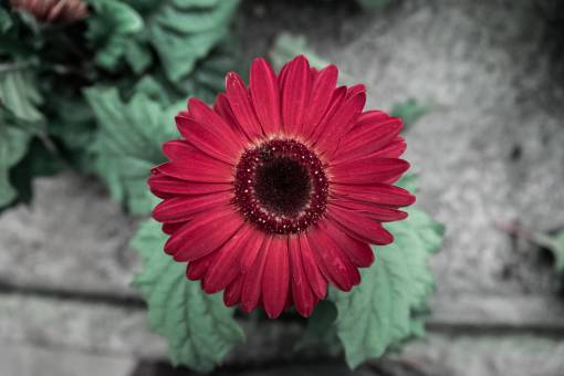 gerbera-flower flowers  nature  blossoms  leaves  petals  red  gerbera
