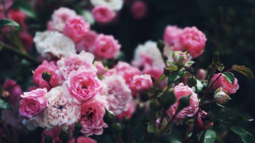 bush flores rosas rosa rosal plantas jardín naturaleza