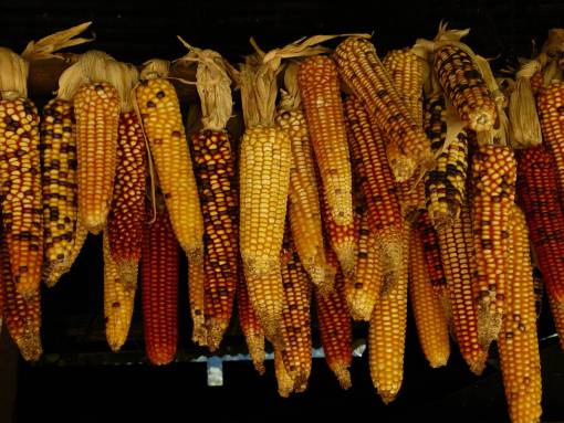 row food  crop  harvest  corn  kernels  hanging  row