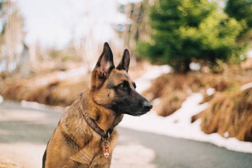 german-language german shepherd  pet  animal  friend  security  guard  dog
