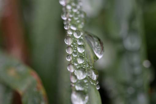 grass  dew  rain  wet  droplet  nature  outdoors