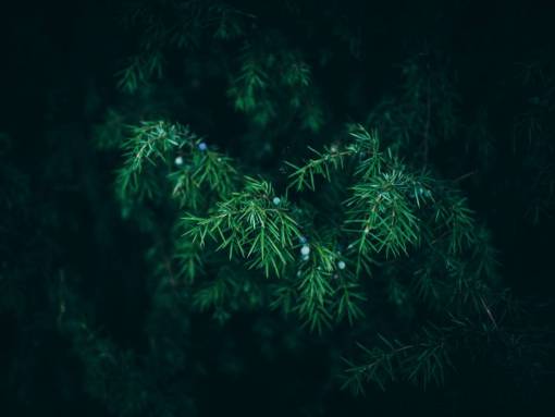 green  bush  plants  trees  nature  outdoors  pine leaves

