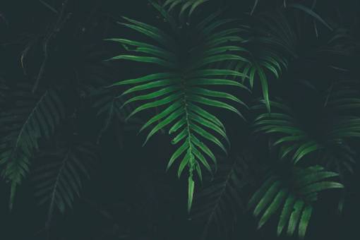 green  leaf  plant  nature  blur  dark
