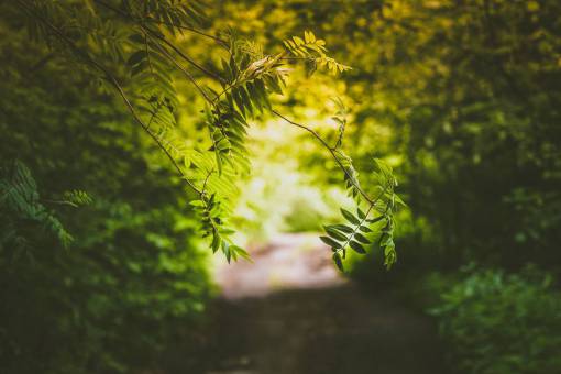 hojas verdes plantas naturaleza bosques al aire libre