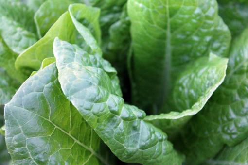 verdura lechuga verde verduras comida