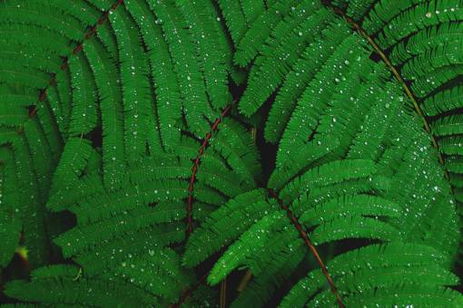 gotas de agua planta verde deja macro bosque bosques agua