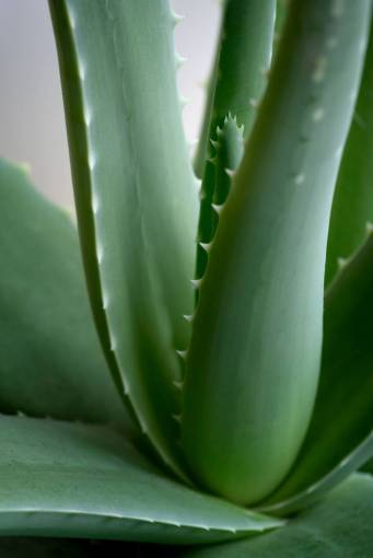 cuidado de la salud Planta verde macro aloe cerrar hoja de vera