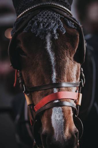 snout horse  animal  close up  brown  snout
