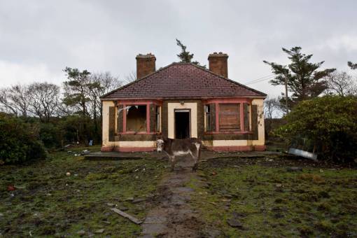 abandoned house  old  animal  horse  trees  grass  land