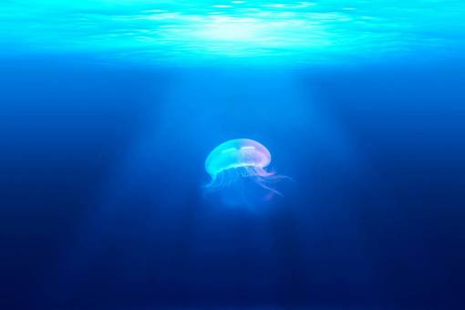 submarino medusas submarino océano mar azul