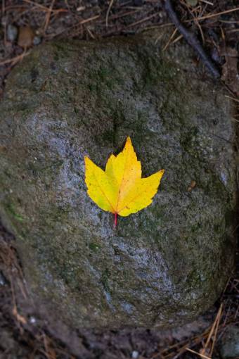 solitario solitario hoja de otoño follaje de otoño árboles rocas