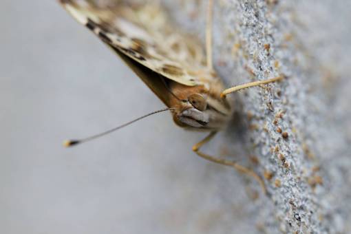 alas macro mariposa insecto cerrar vida silvestre naturaleza error