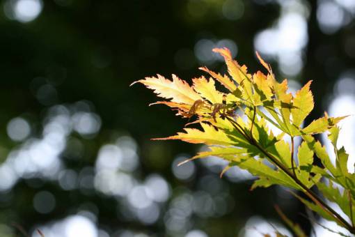 daytime maple  leaf  bokeh  leaves  outdoors  light  nature