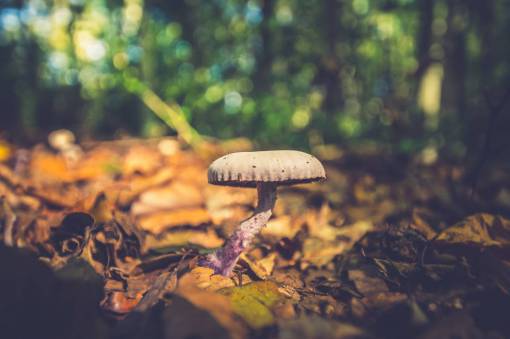 large-group-of-objects mushroom  growing  forest  nature  fungus  large  focus