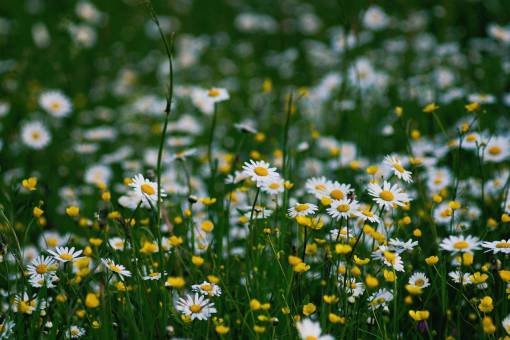 daisy nature  daisies  flowers  yellow  white  green
