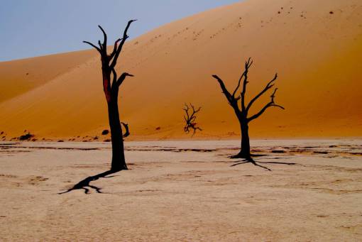 sem som natureza deserto árvores árvores sem folhas sombras de areia