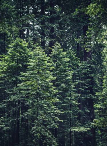 verde hojas arbol naturaleza bosques árboles ramas tronco hojas verde