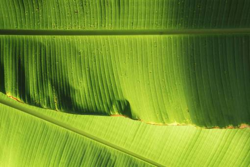 banana-dish-fruit nature  green  leaves  banana  veins
