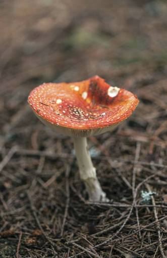 suelo naturaleza seta hongo suelo suelo